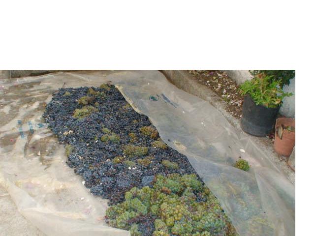 uvasplastico.jpg