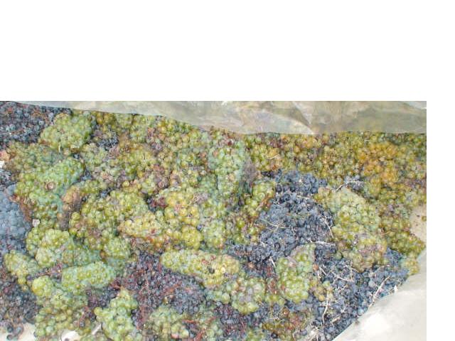 uvasplasticocloseup.jpg